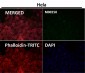 Anti-CCR2/CKR2 Rabbit Monoclonal Antibody